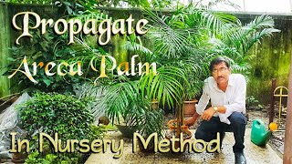 How to Propagate Areca Palm in the Nursery Method [upl. by Hynda]