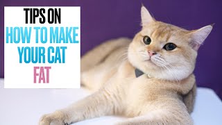 Tips on How to Make Your Cat FAT [upl. by Betty371]