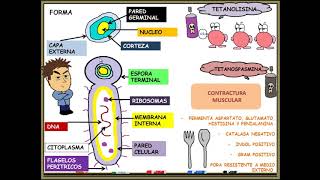 clostridium tetani  tetanos [upl. by Madeline]