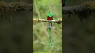 Absolutely amazing Resplendent Quetzal 😍 [upl. by Mcroberts]