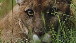 How Jogger Strangled Mountain Lion [upl. by Chappie]