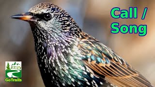 Starling bird call  song  sounds  common European [upl. by Urbanna]