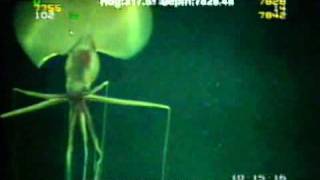 Magnapinna Squid Filmed at Drilling Site [upl. by Lucas406]