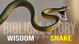 Wisdom Of The Serpent  Best Motivational Video [upl. by Thomasine]