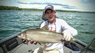 Catching Whitefish 101 [upl. by Ivey]