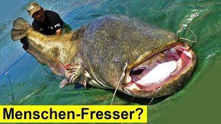 Menschenfressende Fische in Deutschland [upl. by Maffa]