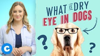 Dry Eye in Dogs and What You Can Do [upl. by Washko]