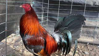 Top Gamefowl Breeder in USA [upl. by Risser]