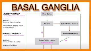 Basal Ganglia Direct vs Indirect Pathways [upl. by Annauqal]