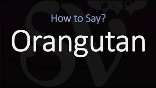 How to Pronounce Orangutan CORRECTLY [upl. by Orelia]