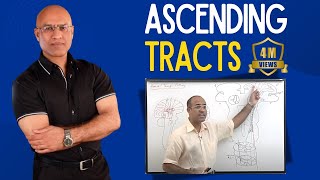 Spinothalamic Tract  Ascending Tracts  Spinocerebellar Tract  Neuroanatomy [upl. by Phillie]