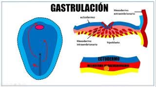 Tercera semana de desarrollo embrionario [upl. by Irodim]