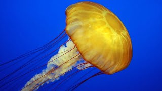 Facts The Jellyfish [upl. by Ellehcear]