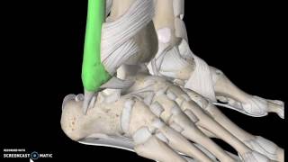 The Sacroiliac Joint Part 1  Major Ligaments amp Structures [upl. by Marx]