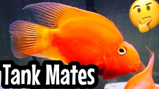 Top 5 Blood Parrot Cichlid Tank Mates [upl. by Dlaner]