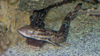 Facts The Coral Catshark [upl. by Marylynne]