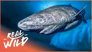 The Greenland Shark The Search For A 400YearOld Monster  Natural Kingdom  Real Wild [upl. by Waki]