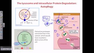Autophagy [upl. by Borreri813]