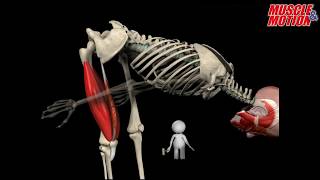 How to Squat Properly Anatomical Analysis [upl. by Rainah776]