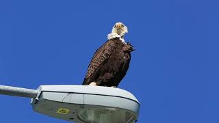 What a bald eagle sounds like or what kind of sounds do bald eagles make [upl. by Acir44]