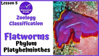 What are Platyhelminthes  Phylum Platyhelminthes [upl. by Iharas]