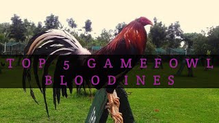 TOP 5 GAMEFOWL BLOODLINES [upl. by Encrata]