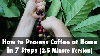 How to Process Coffee at Home in 7 Steps 25 Minute Version [upl. by Woolcott]