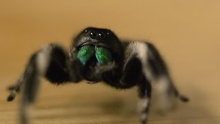 Spider hunts fly  Spider House  BBC [upl. by Nilhsa]