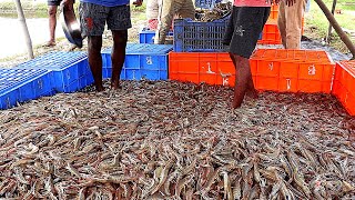 CULTURE OF FRESHWATER VANNAMEI SHRIMPPRAWNS IN PONDS [upl. by Lagiba]