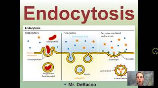 Endocytosis [upl. by Inaniel]