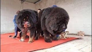 Tibetan Mastiff Absolutely Massive Tibetan [upl. by Natka]