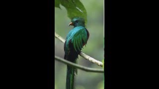 The Quetzal National Bird of Guatemala [upl. by Ylrrad946]