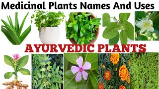 Medicinal Plants And their Uses 20 Ayurvedic Plants Name Medicinal Herbs You Can GrowPlants [upl. by Aredna]