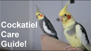 Cockatiel Care Guide  Everything You Need To Know  BirdNerdSophie [upl. by Mathe131]