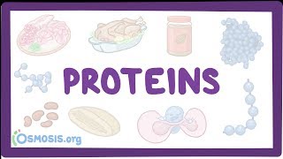 Proteins [upl. by Eelnyl659]