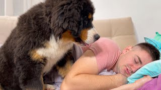 Bernese Mountain Dog Puppy Wakes Me Up [upl. by Nicki]