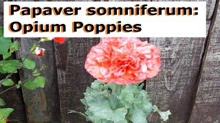 Papaver somniferum Opium Poppies  UK Guide [upl. by Yule]