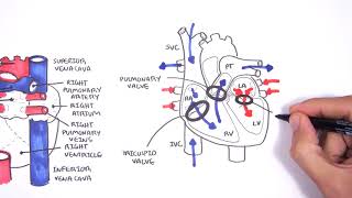 Introduction to Cardiac Heart Anatomy and the Chest Xray [upl. by Idolem]