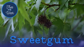 Tree of the Week Sweetgum [upl. by Anifad6]