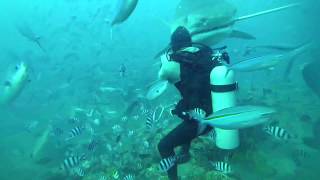 5 m TIGERSHARK almost bites divers head off in Fiji [upl. by Utter]