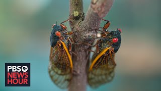 Cicada season What to expect from the coming brood thats been underground for 17 years [upl. by Ivz]