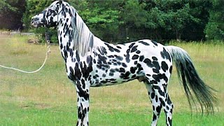 10 Beautifully Colored Rare Horse Breeds [upl. by Brittaney]