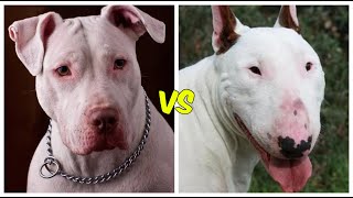 Pitbull vs bull terrier ¿cual es mas PODEROSO [upl. by Weinshienk80]