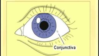 Ophthalmology Lecture  Eye Anatomy Part 1 [upl. by Derrik]