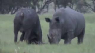 Epic Battle of Rhino vs Buffalo [upl. by Essile]