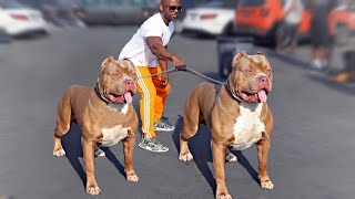 These Are Top 10 Manly Dog Breeds [upl. by Waltner416]