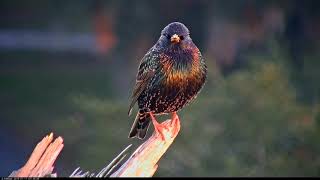 European Starling Calls And Shines In Morning Sun – Jan 17 2018 [upl. by Antrim]