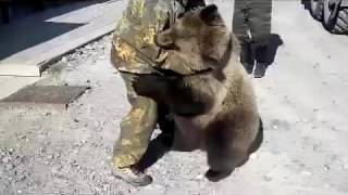 Russian man vs bear [upl. by Hurst831]