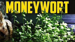 How to Care for Moneywort Bacopa monnieri [upl. by Anyel]