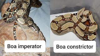 Boa imperator vs Boa constrictor [upl. by Earased]